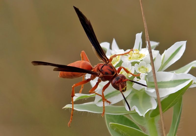 Wasps in Texas