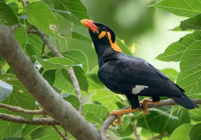 Black and Yellow Small Birds