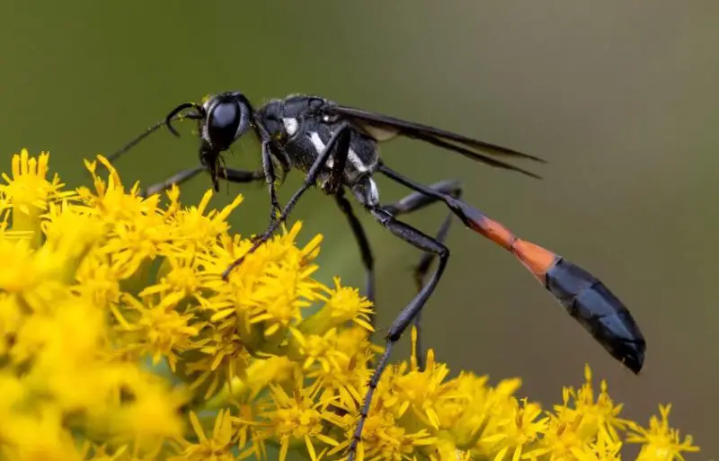 Wasps in Texas