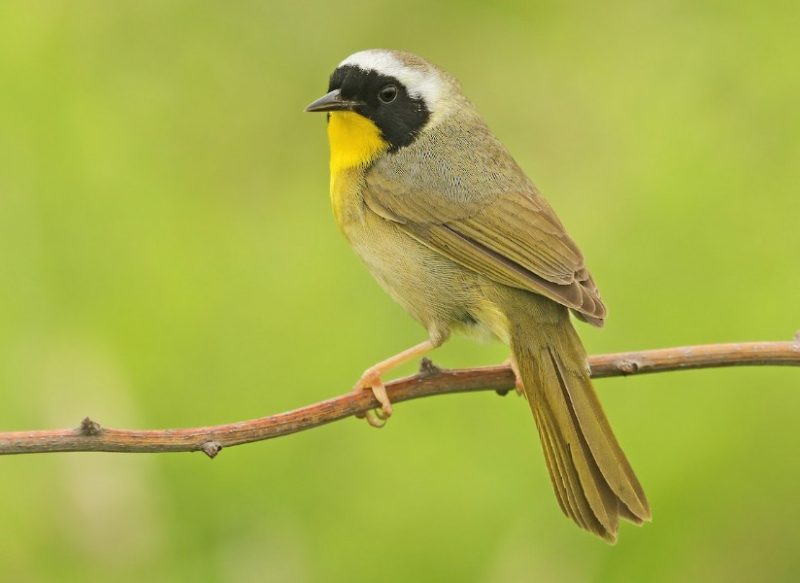 Black and Yellow Small Birds