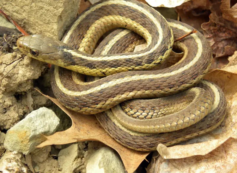 Snakes in Arkansas