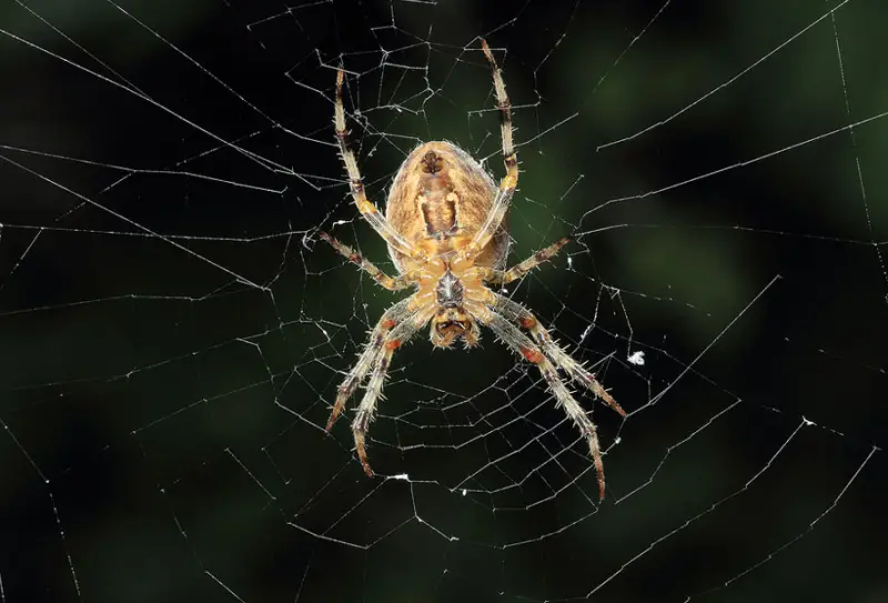 Brown Spiders in Texas