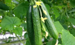 40 Companion Plants for Tomatoes List (With Pictures)