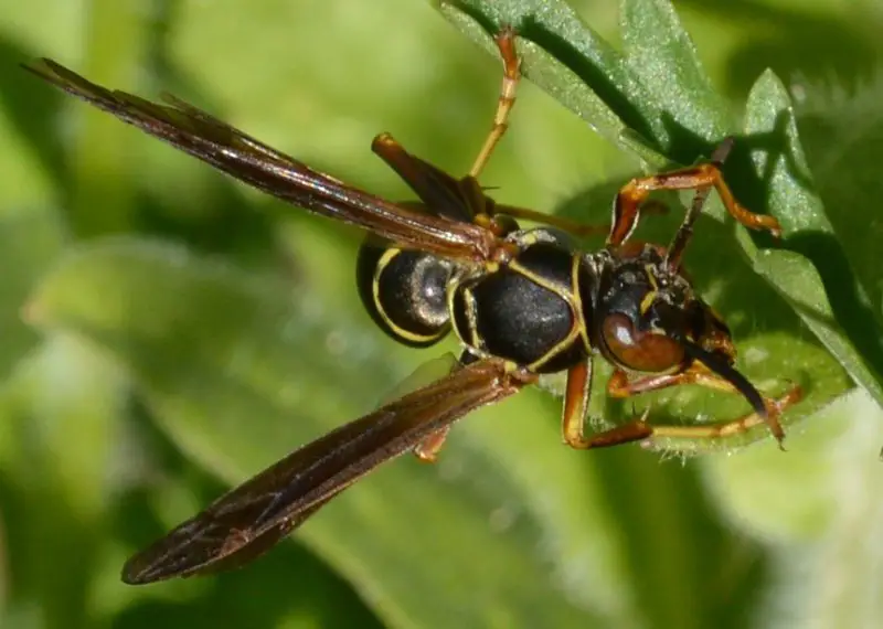 Wasps in Texas