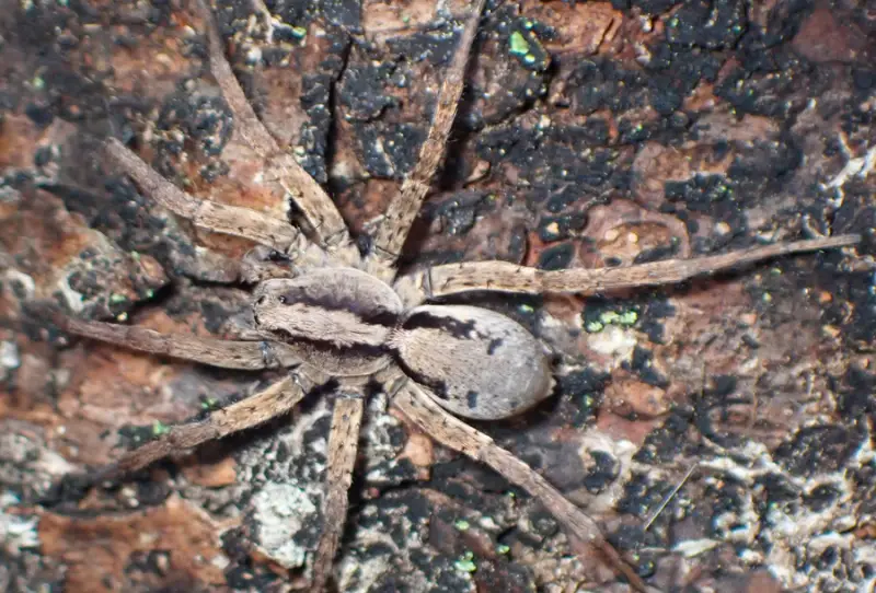 Brown Spiders in Texas