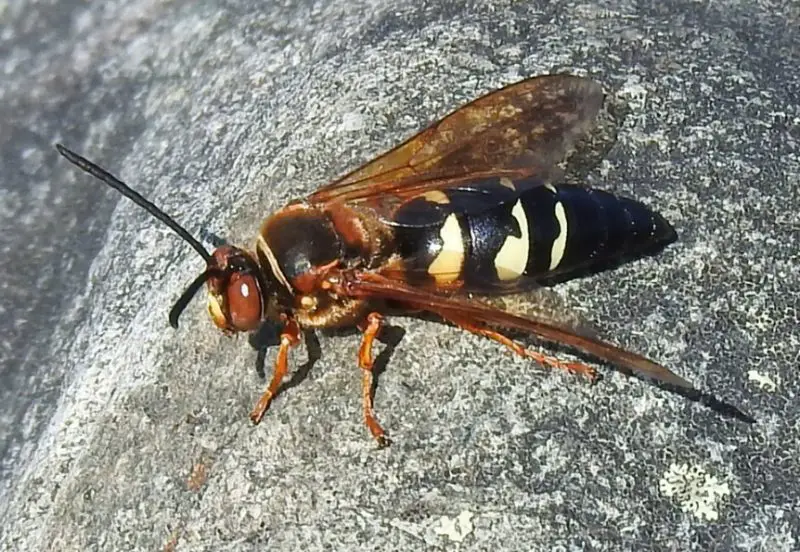 Wasps in Texas