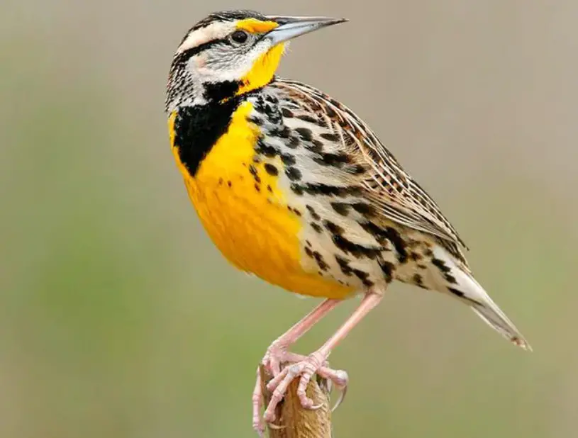 Black and Yellow Small Birds