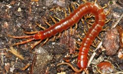 15 Florida Centipede Species (Pictures and Identification)