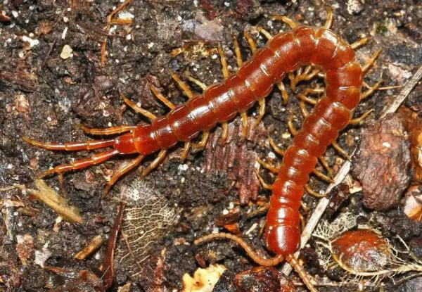 Types of Centipede in Florida