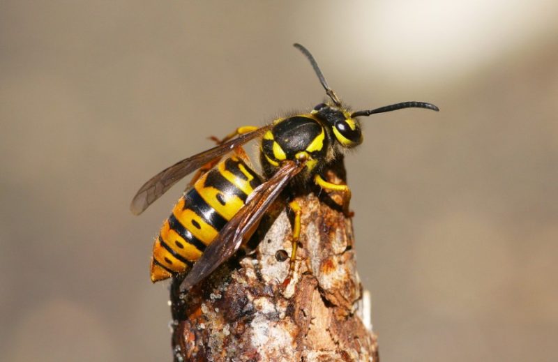 Wasps in Texas