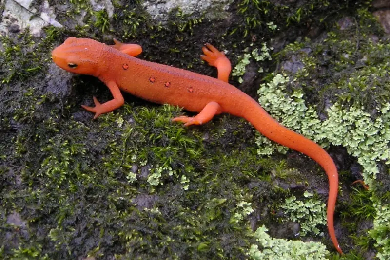 Salamanders in Florida