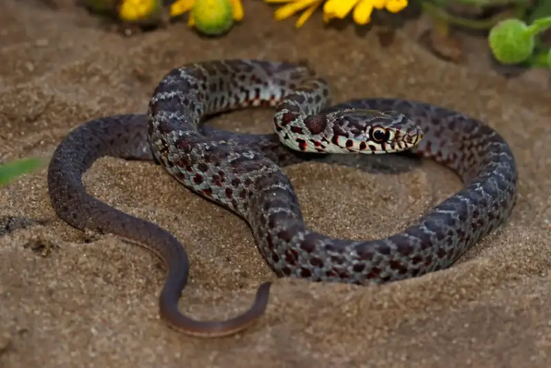 California Snakes