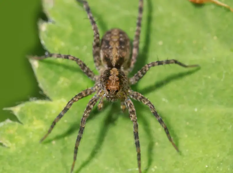 Brown Spiders in Texas