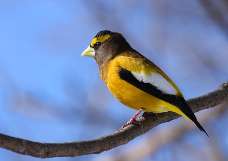 Black and Yellow Small Birds