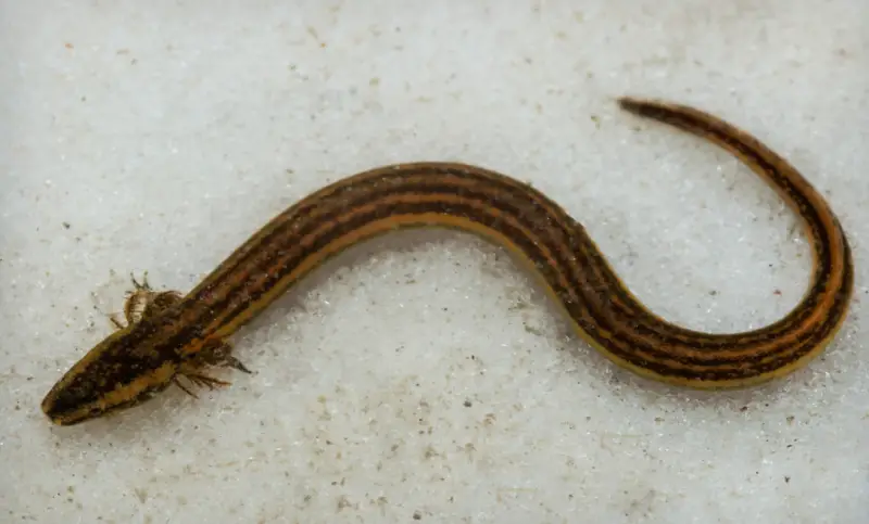 Salamanders in Florida