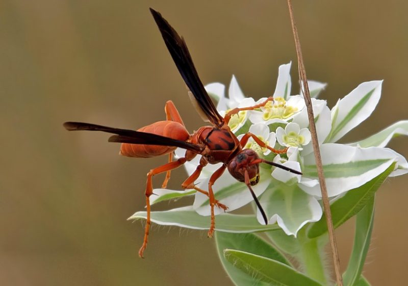 Wasps in Texas