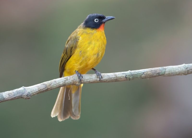 Black and Yellow Small Birds