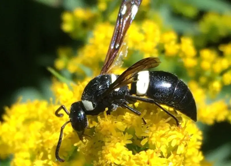 Wasps in Texas