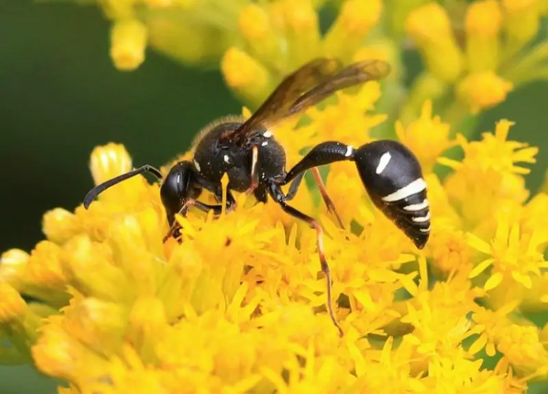 Wasps in Texas