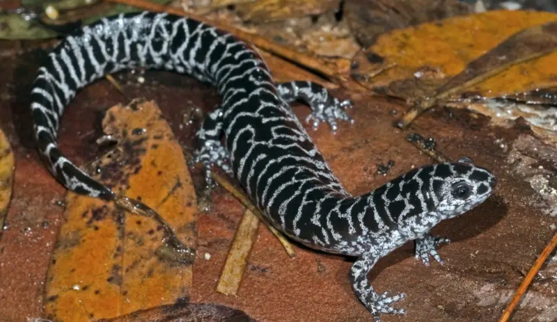 Florida Salamanders