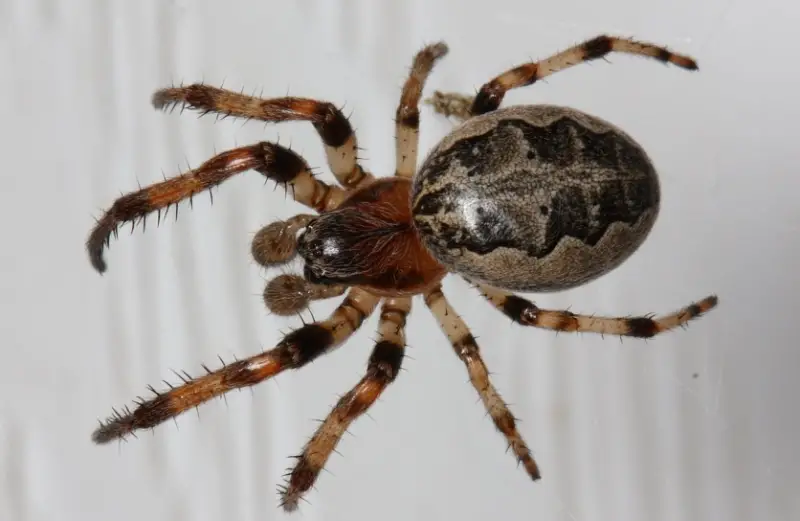 Brown Spiders in Texas