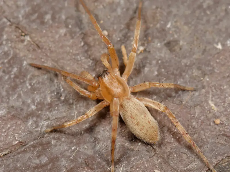 Brown Spiders in Texas