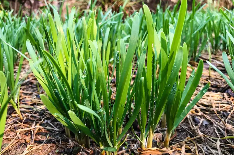 Zucchini Companion Plants