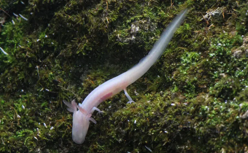 Salamanders in Florida