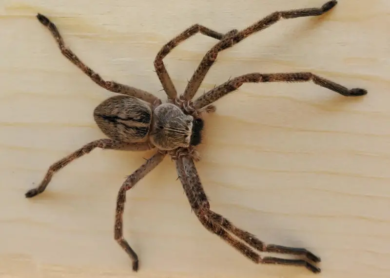 Brown Spiders in Texas