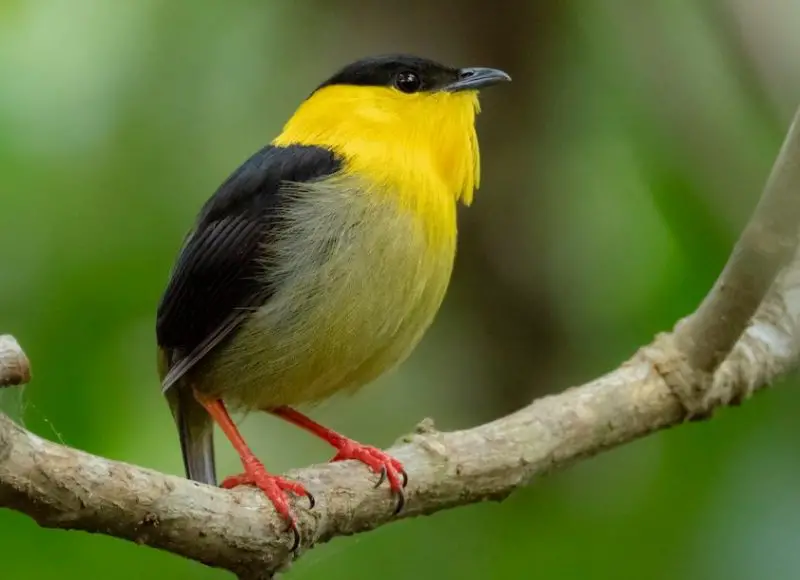 Black and Yellow Small Birds