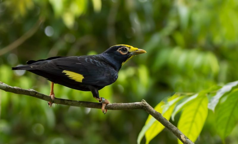 Black and Yellow Small Birds