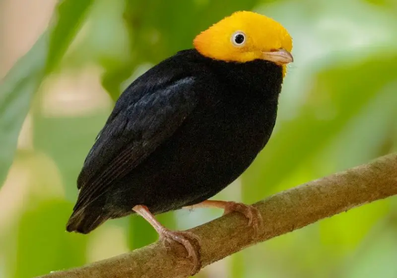 Black and Yellow Small Birds