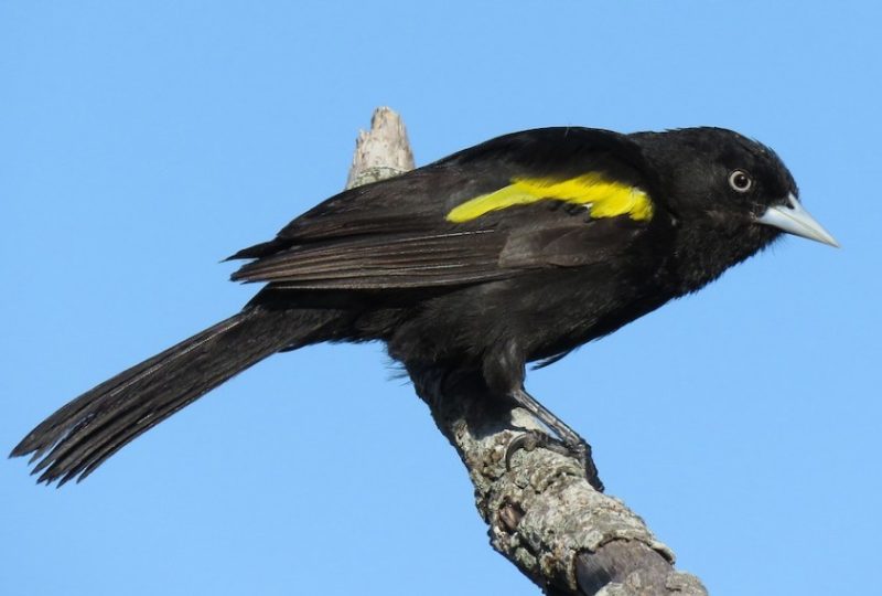 Black and Yellow Small Birds