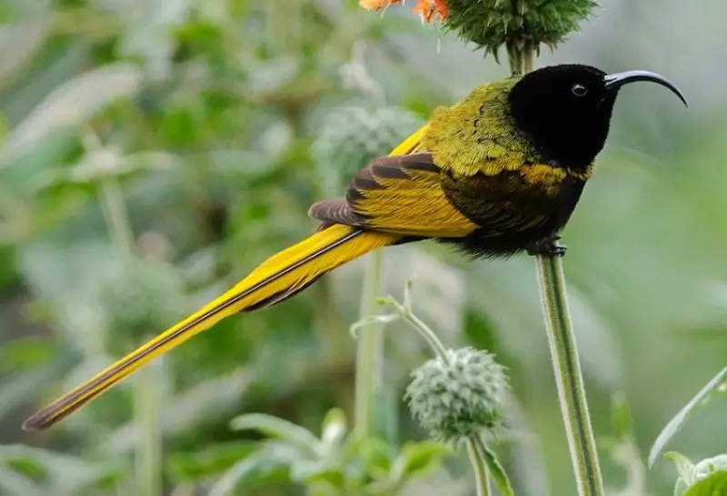 Black and Yellow Small Birds