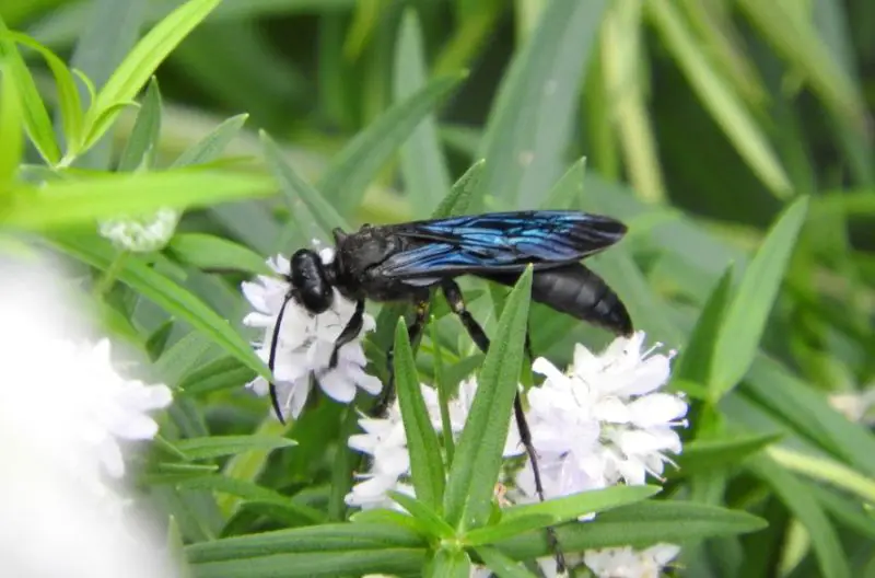 Wasps in Texas