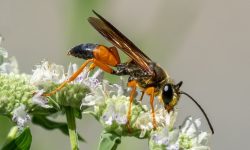 31 Species of Wasps in Texas (Pictures and Identification)