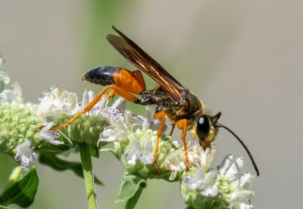 Wasps in Texas