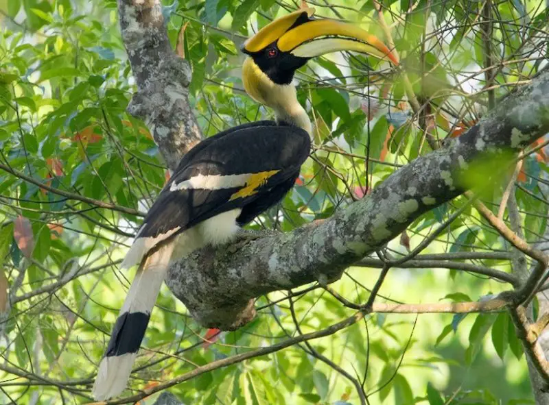 Black and Yellow Small Birds