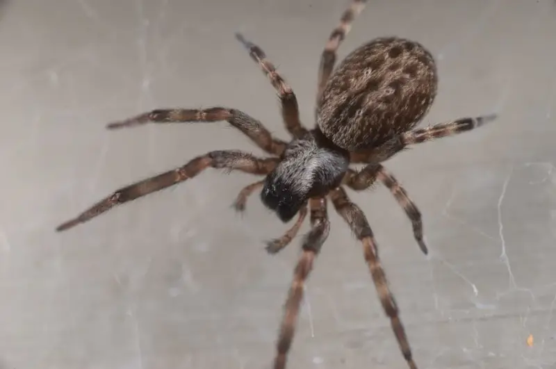 Brown Spiders in Texas