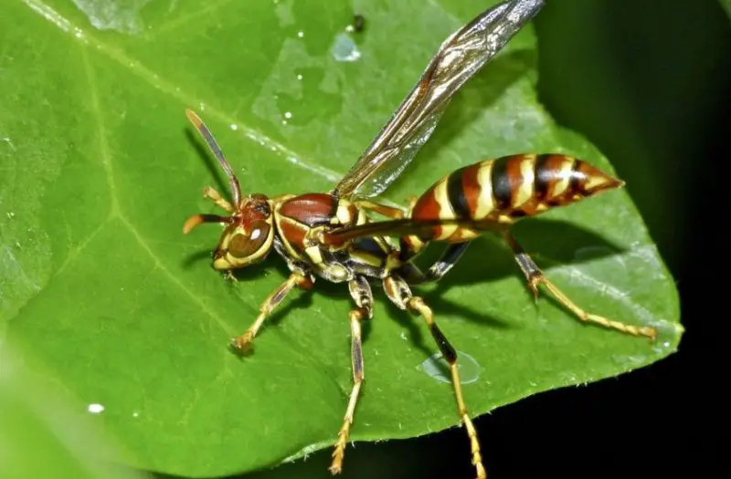 Wasps in Texas