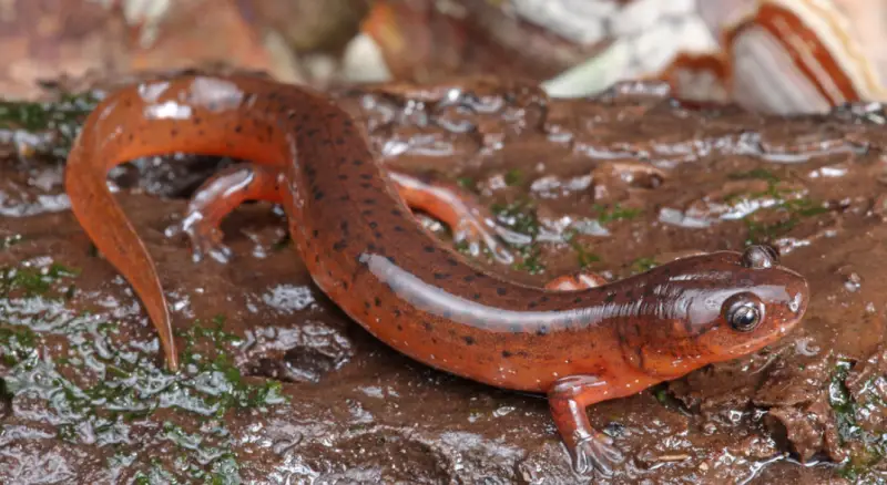 Salamanders in Florida