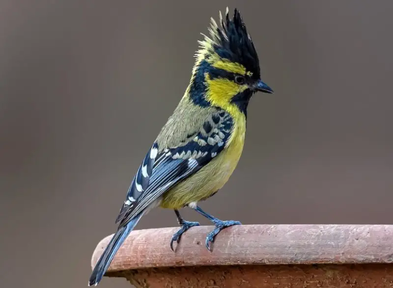 Black and Yellow Small Birds