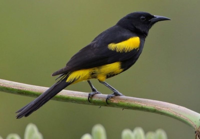 Black and Yellow Small Birds