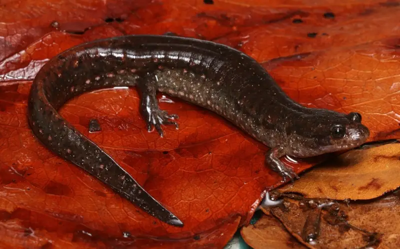 Florida Salamanders