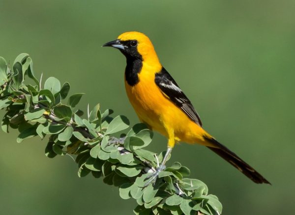 Black and Yellow bird