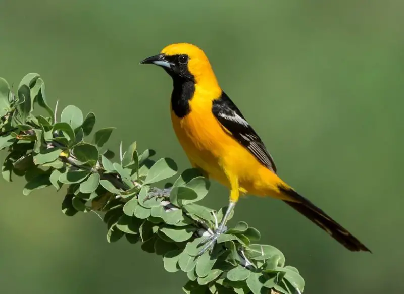 Black and Yellow Small Birds