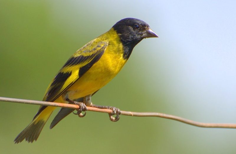 Black and Yellow Small Birds