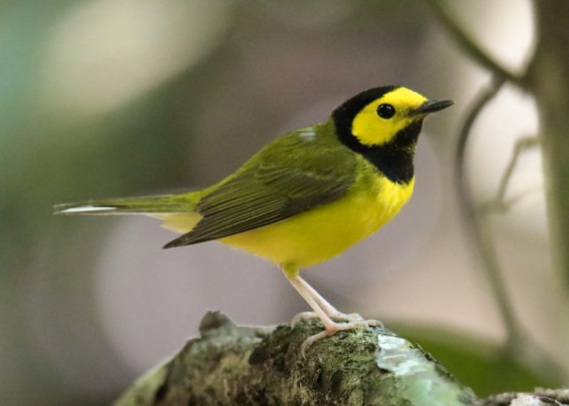 Black and Yellow Small Birds