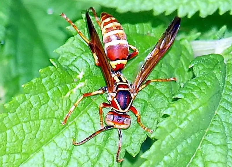 Wasps in Texas