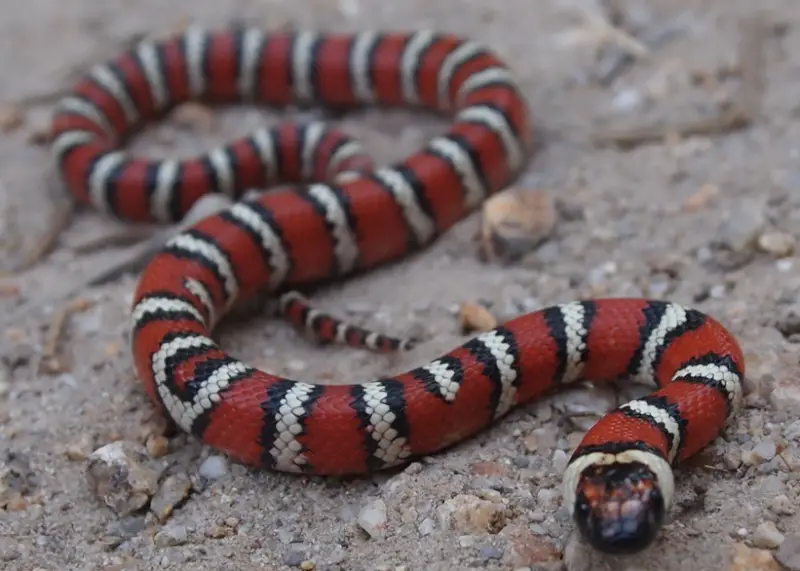 California Snakes